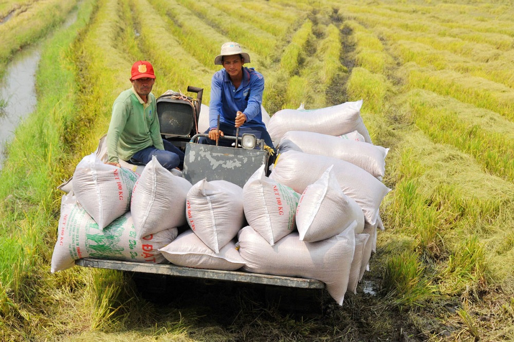 Nông dân gặp khó khi thương lái trục lợi