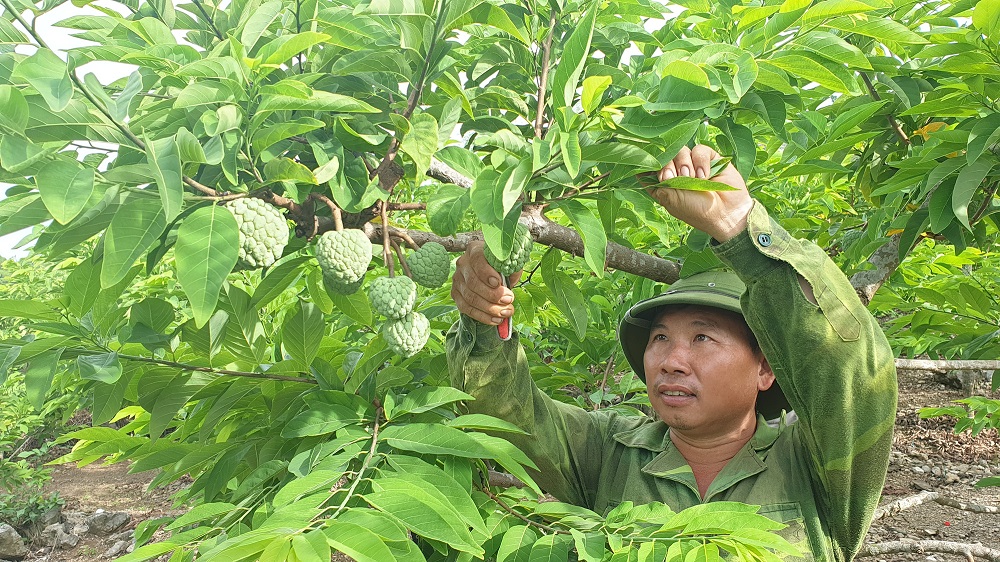 Nông dân thu hoạch na