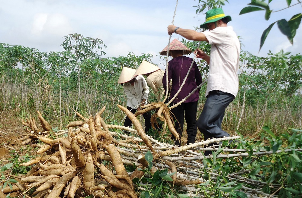 sắn đang được thu hoạch