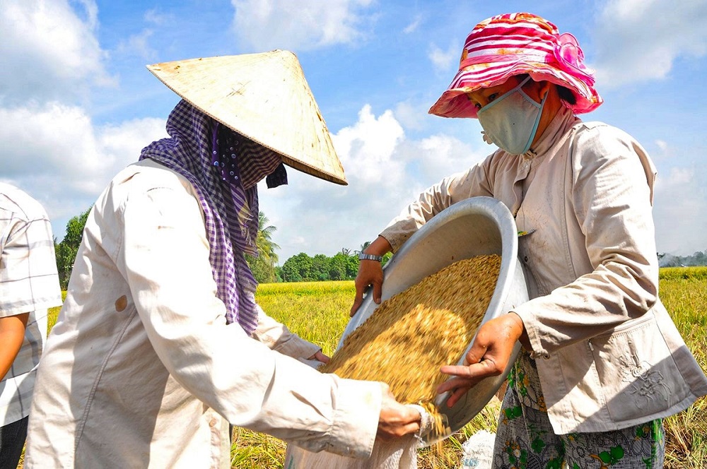 nông dân trồng lúa