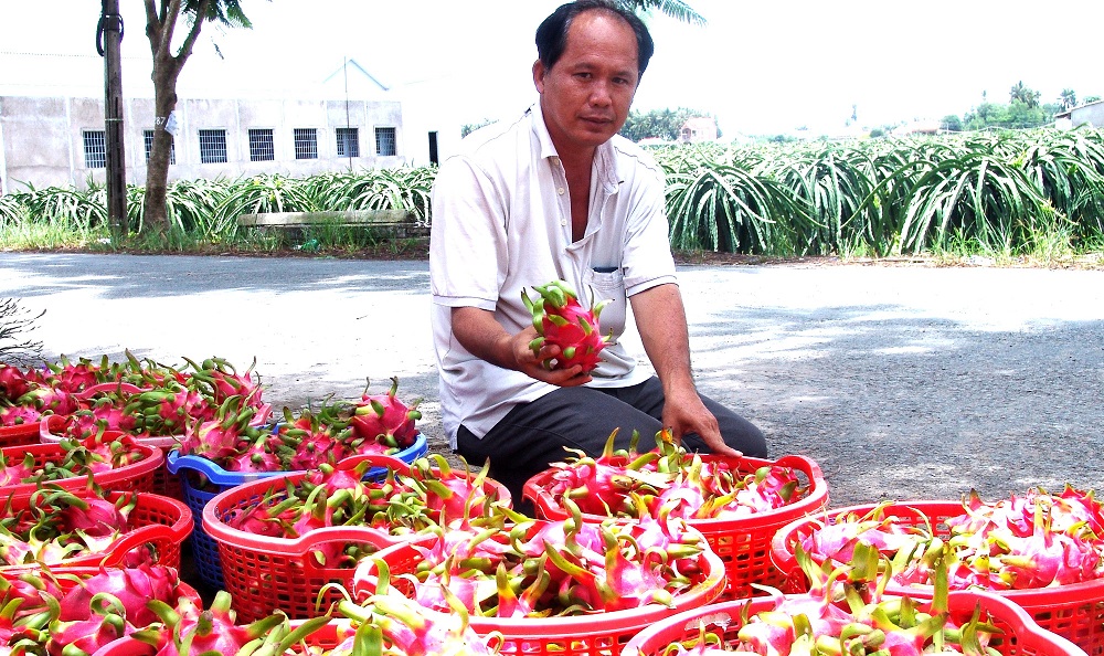 Thanh long của Long An