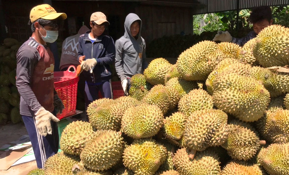 Thương lái mua sầu riêng Khánh Sơn