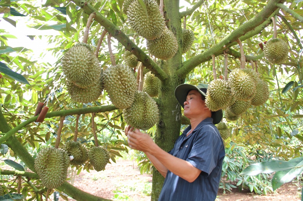 sầu riêng Đắk Lắk