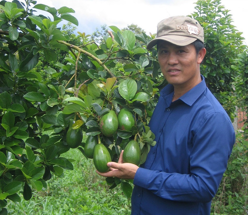 bơ Đắk Lắk chưa thu hoạch hết