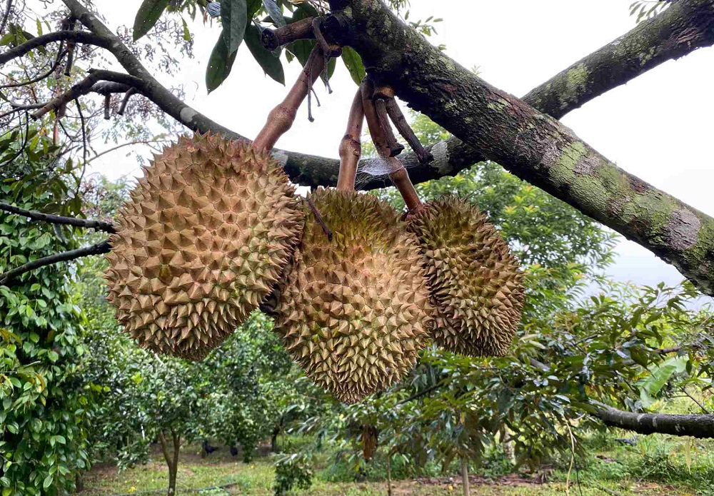 Sầu riêng